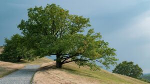 What 40 Years of Success Teach Leaders About Trust and Change